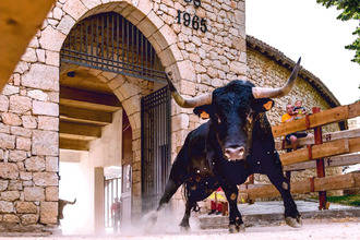 Jabato se alza con el Primer Premio del 11º Concurso de Fotografía Taurina de ToroAlcarria