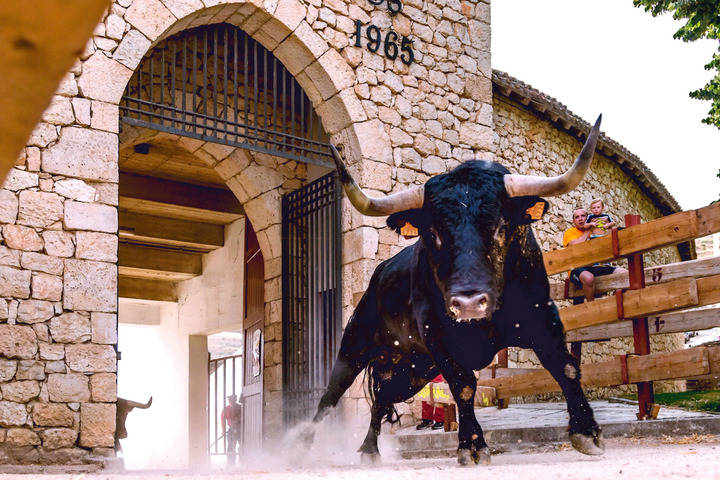 Jabato se alza con el Primer Premio del 11º Concurso de Fotografía Taurina de ToroAlcarria
