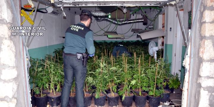 La Guardia Civil detiene a una persona en Fuentenovilla por cultivar 1.027 plantas de marihuana