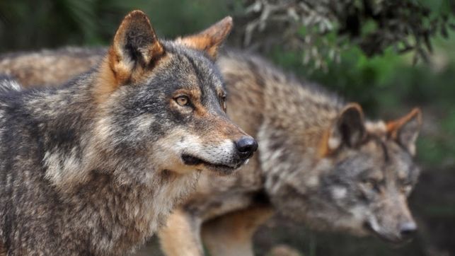Denuncian nuevos ataques de lobos en la Sierra Norte de Guadalajara mientras la Junta de Page no paga lo que debe
