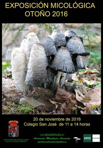 Exposición micológica el domingo 20 en el San José