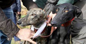 La Guardia Civil detiene a una persona por maltrato animal a una perra galga