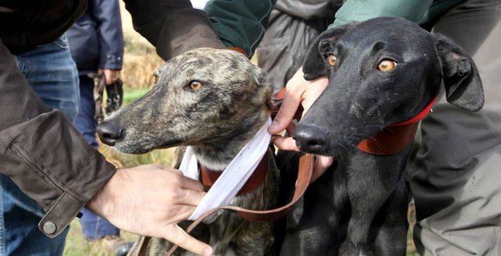 La Guardia Civil detiene a una persona por maltrato animal a una perra galga