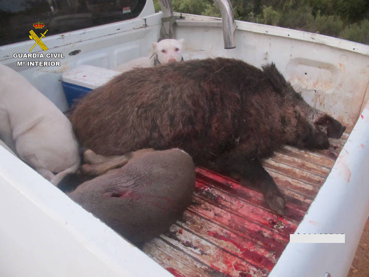 La Guardia Civil pilla a 4 cazadores furtivos decomisándoles un jabalí y un corzo muertos