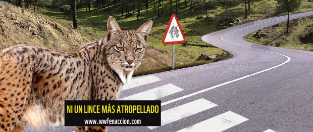 Muere atropellado un nuevo ejemplar de lince ibérico en la Autovía A-4 de Ciudad Real