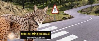 Muere atropellado un nuevo ejemplar de lince ibérico en la Autovía A-4 de Ciudad Real