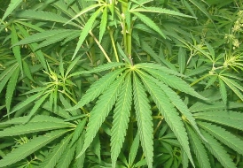 La Guardia Civil detiene a un grupo de ciudadanos chinos que cultivaban más de 12.000 plantas de marihuana