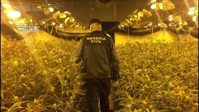 La Guardia Civil detiene a un grupo de ciudadanos chinos que cultivaban más de 12.000 plantas de marihuana