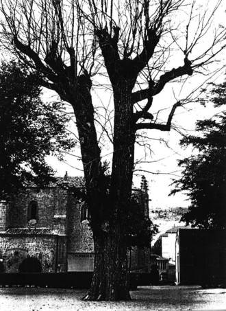 Siguenza se une al proyecto 'Un olmo, mil historias'