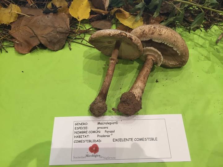 Ya ha comenzado el programa divulgativo de las Jornadas Micológicas de Sigüenza