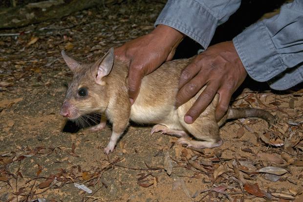 HORRIBLE: Unas ratas gigantes devoran a un bebé mientras su madre estaba de copas