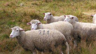 Detenido por robar 237 ovejas 