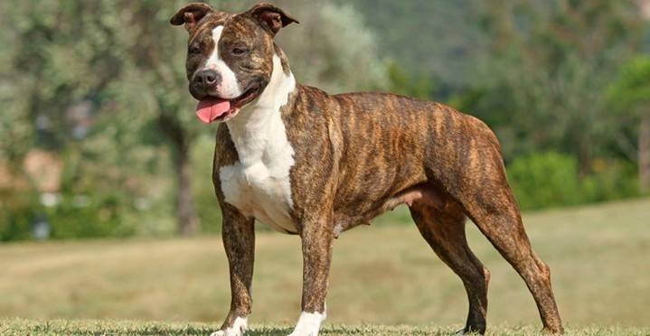 Denunciado el dueño de dos perros catalogados como peligrosos por llevarlos sueltos y sin bozal