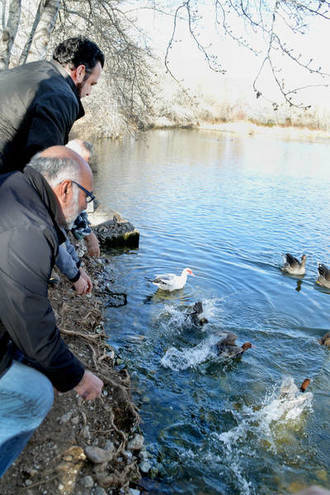 La población de aves de la Reserva Ornitológica de Azuqueca incorpora a una veintena de ejemplares