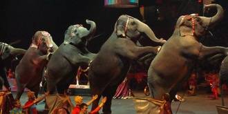 Guadalajara se queda sin circo con animales por culpa de Ciudadanos, PSOE y Ahora Guadalajara