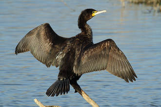 Los pescadores del río Sorbe piden a la Junta que controle a los cormoranes