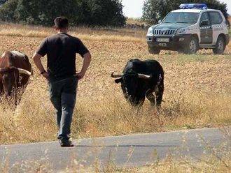 La temporada 2015 de festejos taurinos populares se cerró con 286 sanciones por incumplimiento del reglamento en Guadalajara