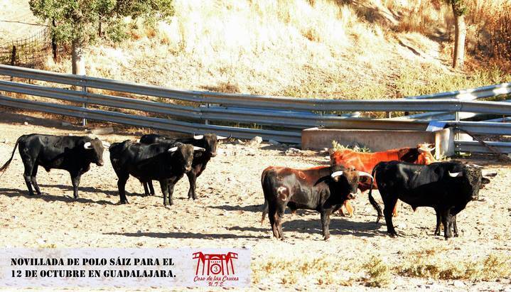 Desembarcados y aprobados ocho novillos de Polo Sáiz para la sin caballos en Guadalajara