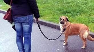 La campaña de control de propietarios de animales se salda con las primeras denuncias