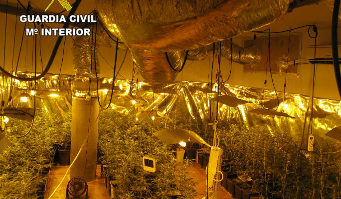 La Guardia Civil incauta 773 plantas de marihuana en un chalet de Chiloeches