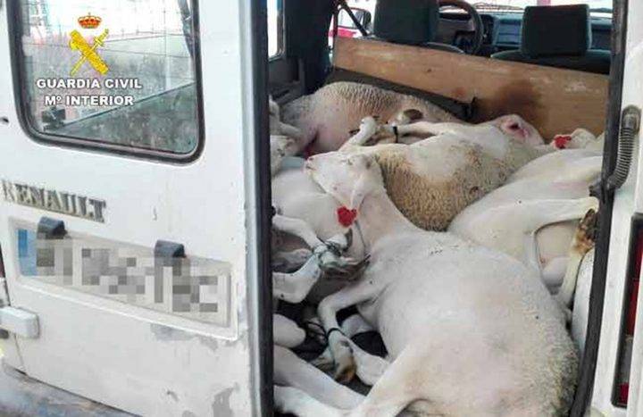 Roban 15 corderos y una furgoneta de una explotación de Cuenca