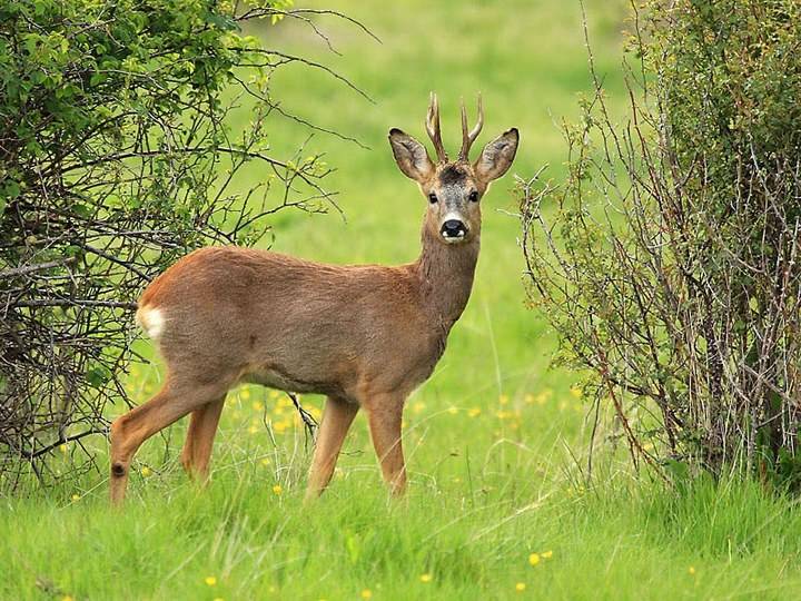 Se abre la veda del corzo este sábado en Castilla La Mancha