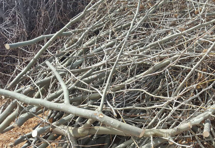 El Ayuntamiento de Quer también entrega leña procedente de la recogida de poda