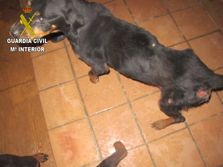 El Seprona investiga a una persona en Chiloeches por la muerte de un rottweiler