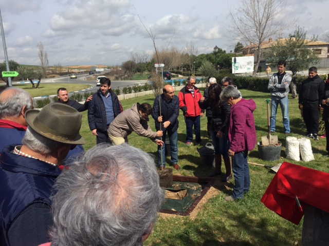 Sánchez-Seco asiste en Torrejón del Rey a la plantación de un olmo libre de grafiosis