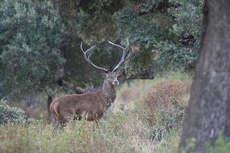 Emergencia cinegética: Demasiados ciervos amenazan los cultivos de la Comarca Molinesa