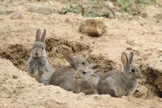 Los agricultores de Castilla-La Mancha claman contra la “ineficacia” de la Junta ante la plaga de conejos