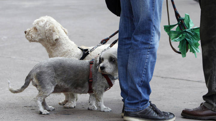No aprenden: 12 nuevas denuncias en la capital por no ocuparse correctamente de sus perros