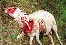 Los lobos matan tres ovejas en Carrascosa de Henares 
