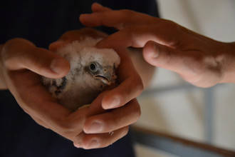 El Primillar de Quer mantiene estable su colonia de cernícalo primilla