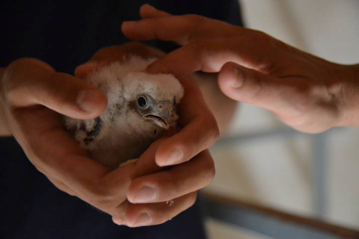 El Primillar de Quer mantiene estable su colonia de cernícalo primilla