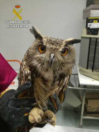 La Guardia Civil recupera un Búho Real en Guadalajara