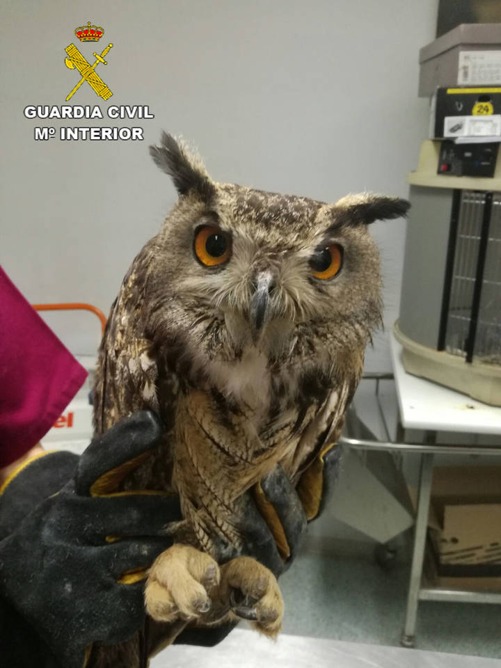 La Guardia Civil recupera un Búho Real en Guadalajara
