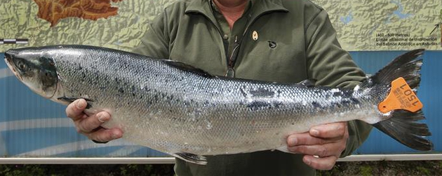 9.500 euros por el primer salmón de 5,790 kilos y 79 centímetros irá al restuarante As de Picas de Gijón