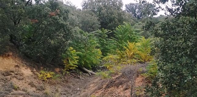 Buscan voluntarios para acabar este sábado con las plantas de ailanto que han invadido Valdenazar