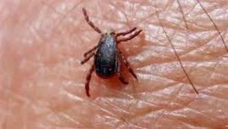 Sanidad detecta en Castilla-La Mancha garrapatas con el virus de la fiebre hemorrágica de Crimea-Congo