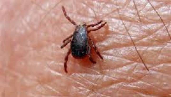 Sanidad detecta en Castilla-La Mancha garrapatas con el virus de la fiebre hemorrágica de Crimea-Congo