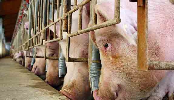 Los vecinos de Gamonal (Talavera) rechazan la instalación de una granja porcina