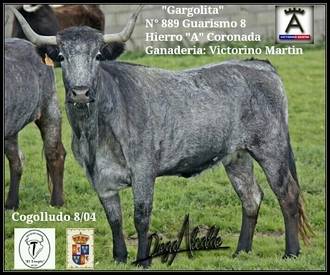 ‘Gargolita’ será este sábado la II Vaca Enmaromada de Cogolludo