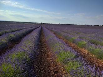 El Jardín de la Alcarria se viste de morado durante todo el mes de julio