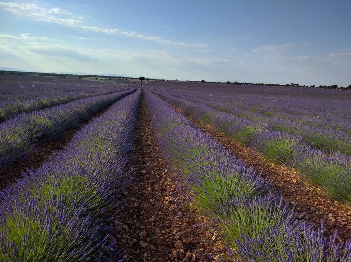 El Jardín de la Alcarria se viste de morado durante todo el mes de julio