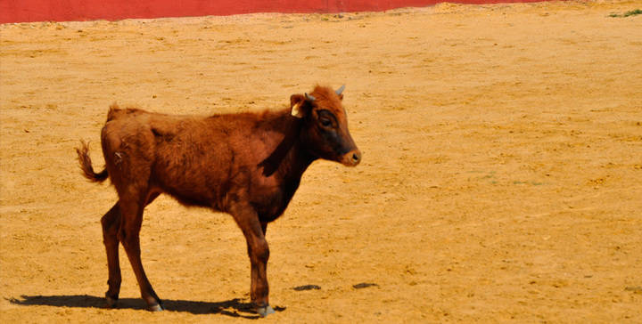 Ingresado un hombre de 43 años por la cogida de una vaquilla en una capea en Casarrubios del Monte