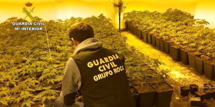 Dos detenidos por cultivar 1.424 plantas de marihuana en Albalate de Zorita