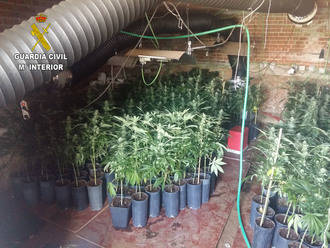 Incautan 631 plantas de marihuana en una vivienda unifamiliar de Uceda