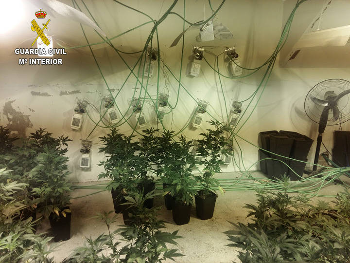 Incautan 631 plantas de marihuana en una vivienda unifamiliar de Uceda