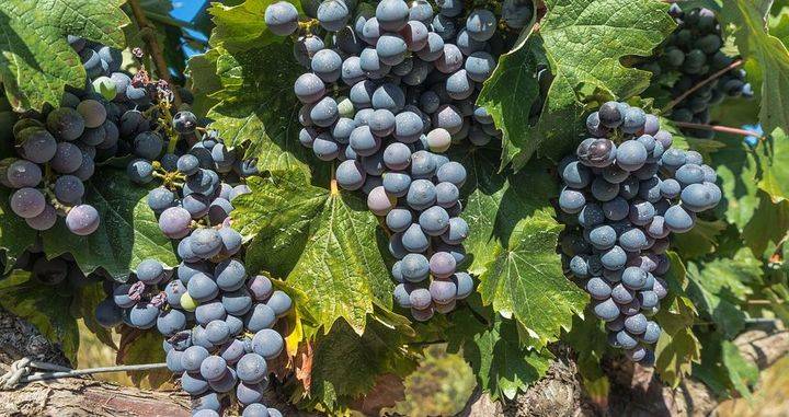 Ya es un hecho, la cosecha de Rioja 2016, calificada como "muy buena"